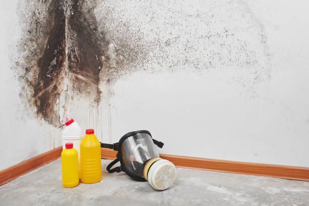 Best Emergency Mold Removal  in Homewood, IL