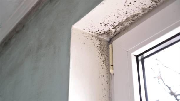 Best Certified Mold Removal  in Homewood, IL