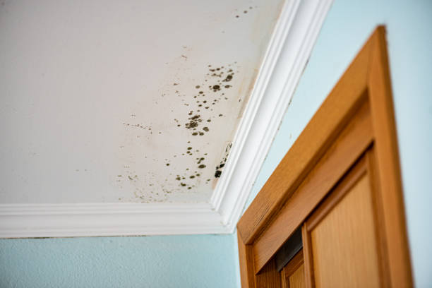 Best Residential Mold Removal  in Homewood, IL