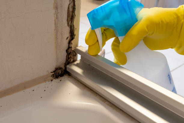 Best Residential Mold Removal  in Homewood, IL