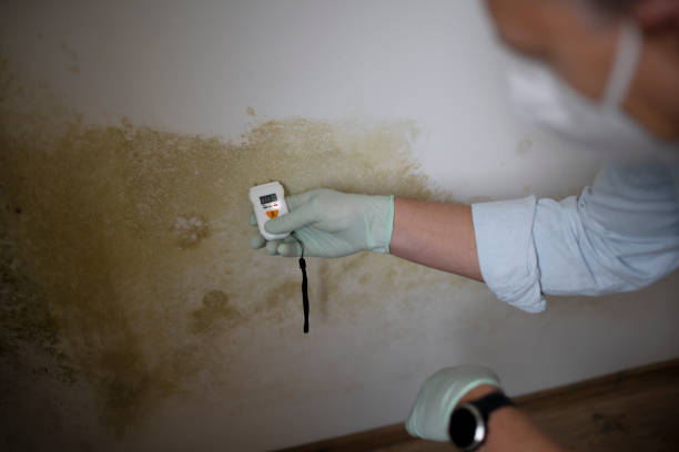 Best Crawl Space Mold Removal  in Homewood, IL