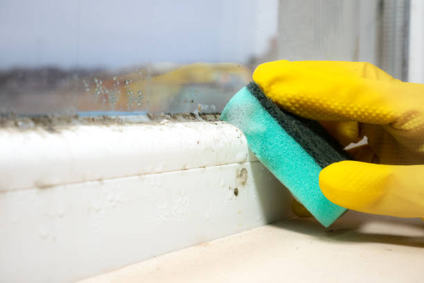 Best Emergency Mold Removal  in Homewood, IL