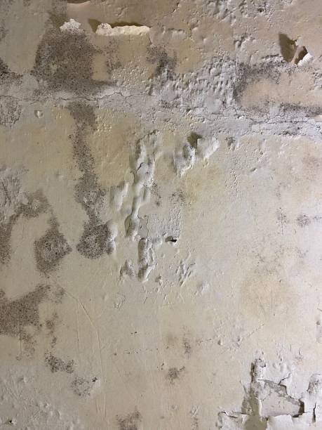 Best Mold Removal Near Me  in Homewood, IL