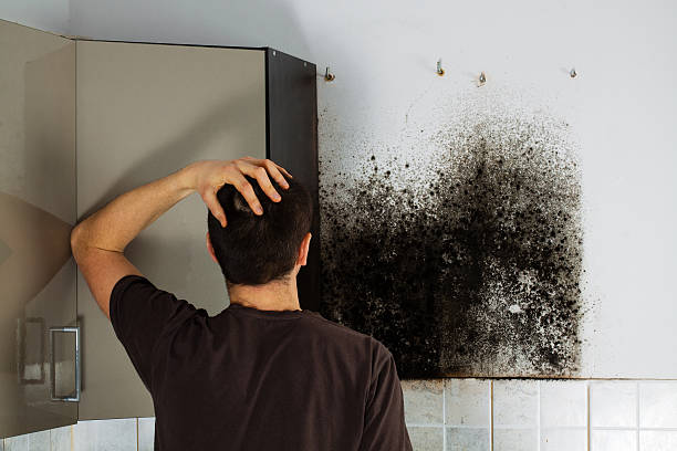 Best Mold Damage Repair  in Homewood, IL