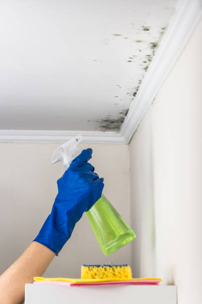 Best Toxic Mold Removal  in Homewood, IL